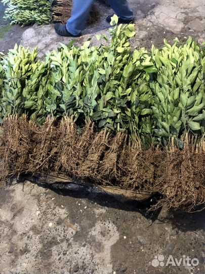 Саженцы цитрусовых растений