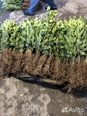 Саженцы цитрусовых растений