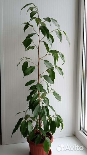 Фикус бенджамина