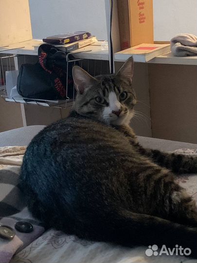 Ласковый котик