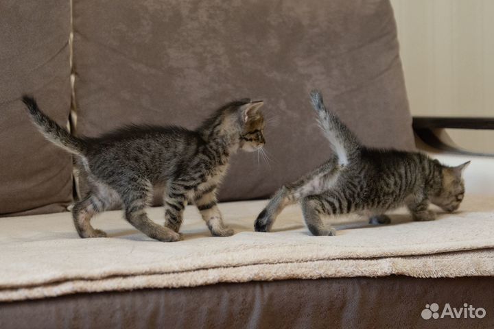 Котята бесплатно
