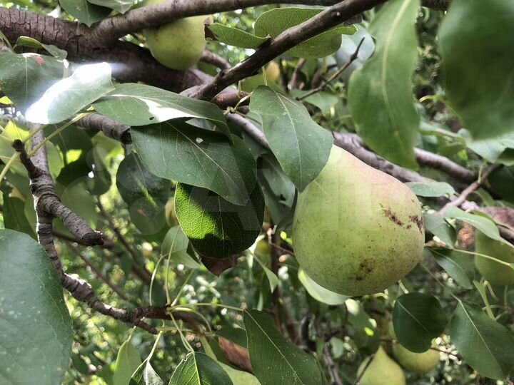 Участок 6 сот. (СНТ, ДНП)