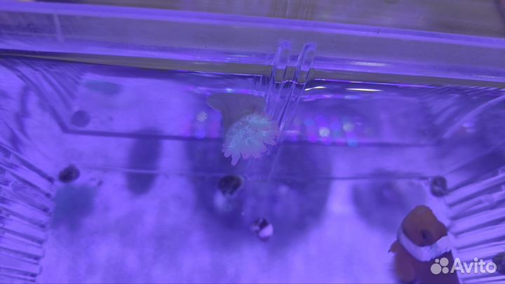 Актиния, детка