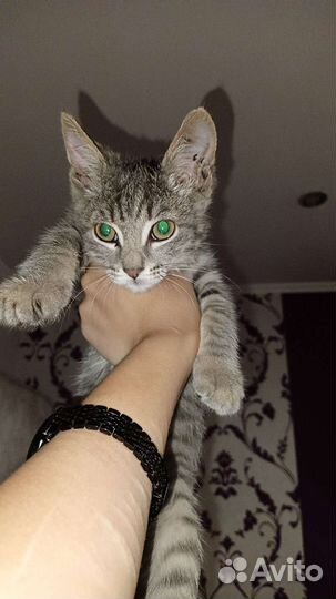 Кошки в добрые руки