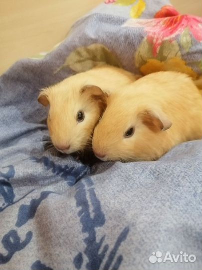 Морская свинка