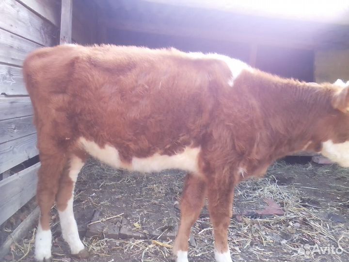 Телочка бычок