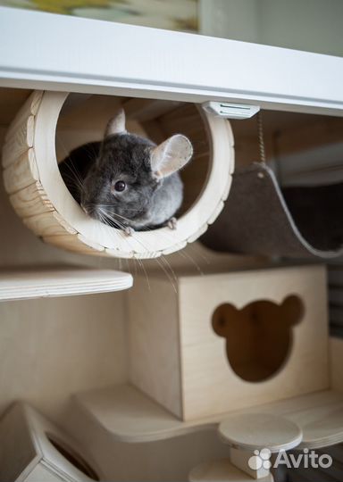 Витрина для шиншилл Клетка для грызунов 12