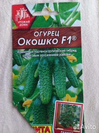 Рассада балконных огурцов