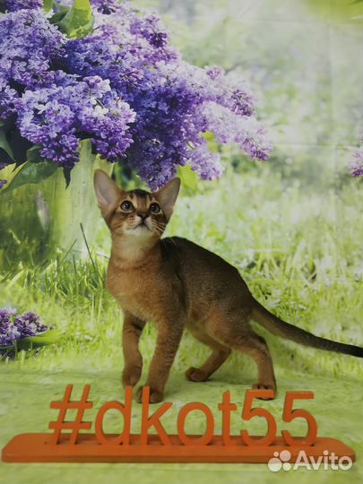 Абиссинские котята