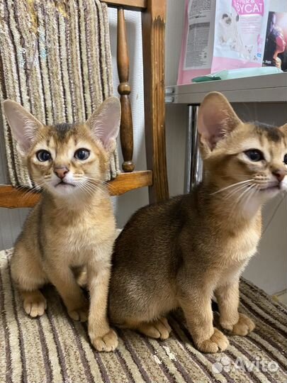 Абиссинская