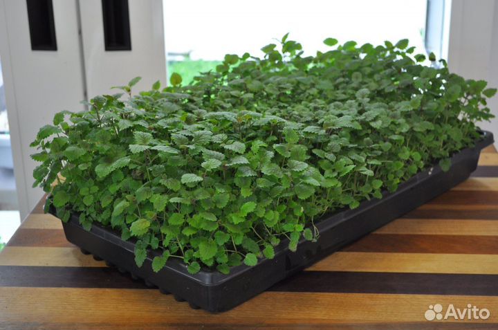 Семена микрозелени оптом