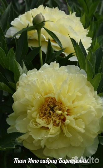 Пионы (растения в горшках)