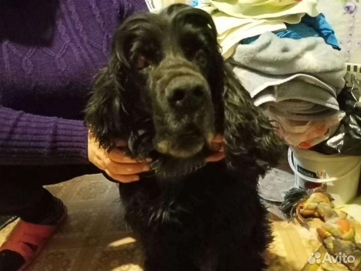 Кокер спаниель