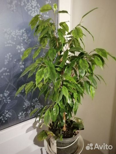 Фикус бенджамина наташа