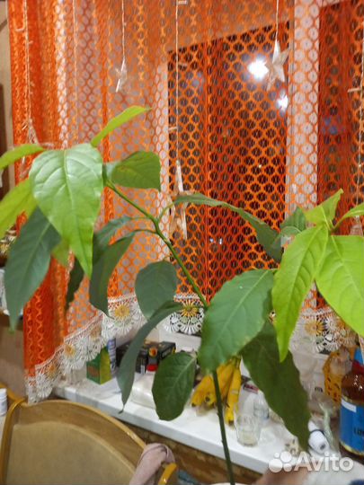 Комнатные цветы