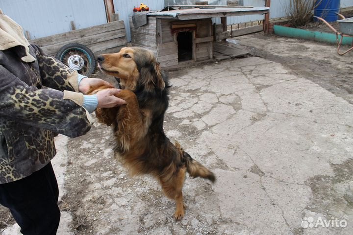 Собака в добрые руки