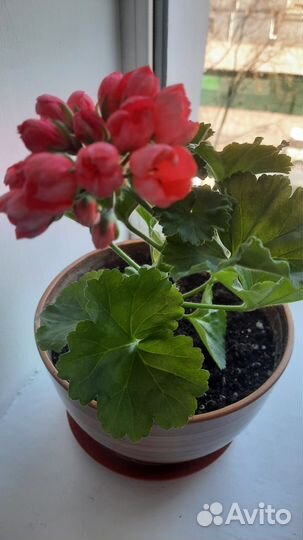 Герань тюльпановидная