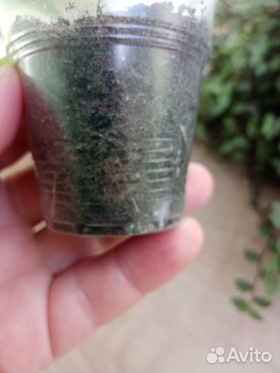 Декабрист шлюмбергера