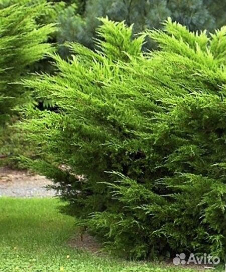 Можжевельник минт Джулеп