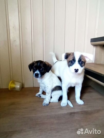 Щенки Маленькая собака в добрые руки