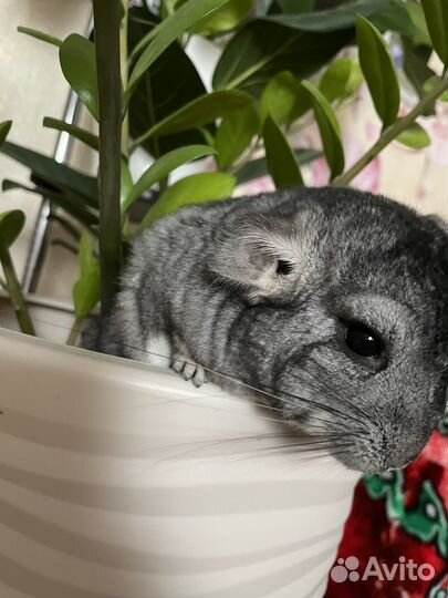 Шиншилла