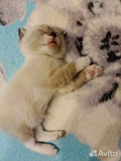 Кошка невская маскарадная котята