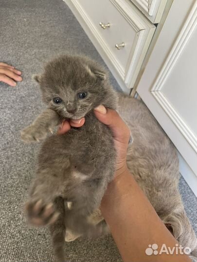 Шотландские котята