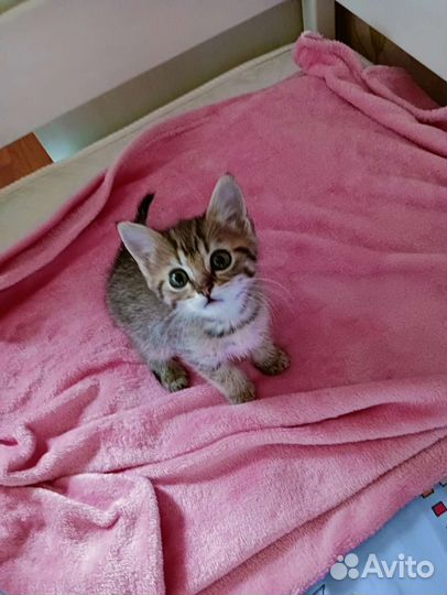 Британские котята