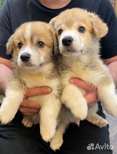 Щенки корги