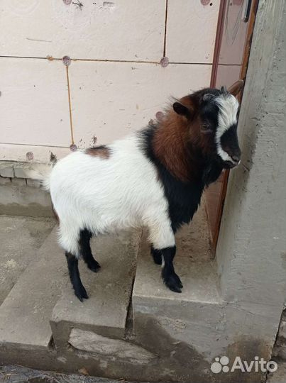 Камерунские козлики,и козочки