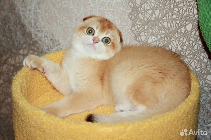 Шоколадное золото