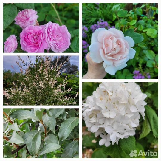 Саженцы декоративных кустарников