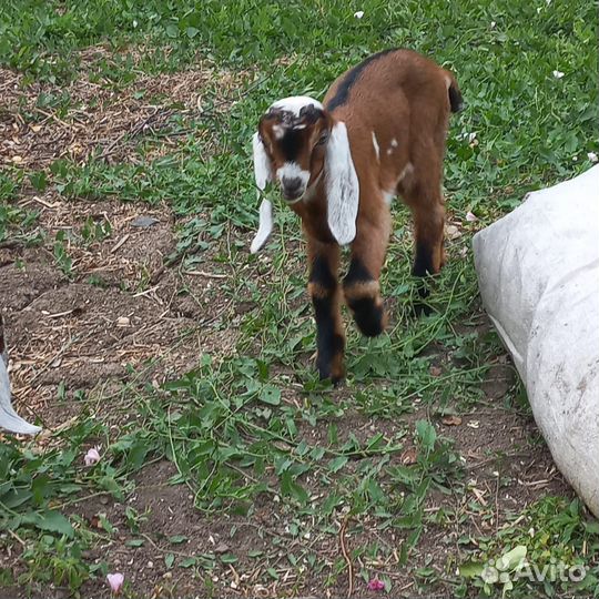 Англо нубийские козлята