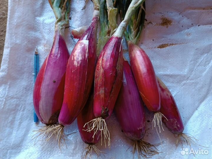 Лук шалот