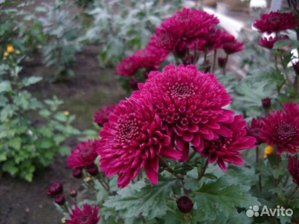 Хризантема