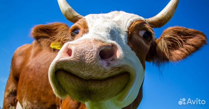 Доярка/скотник