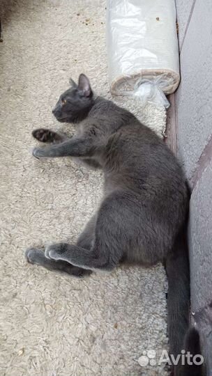 Шерстяной демон (кошка)