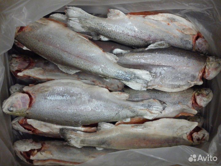 Форель радужная