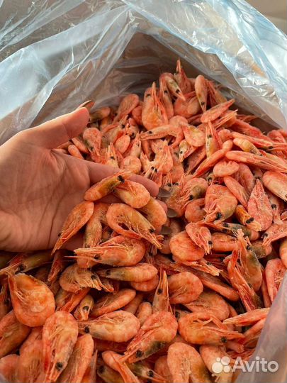 Креветки(северная углохвостая)