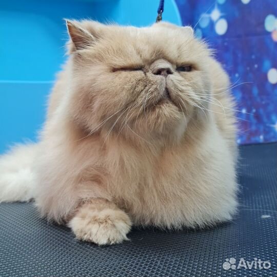 Стрижка, бритье, вычесывание кошек