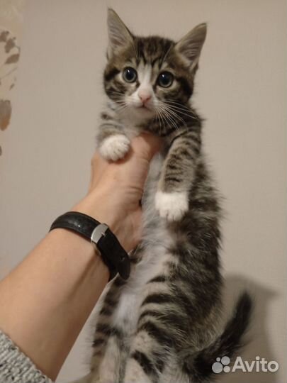 В дар мальчик