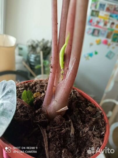 Аллоказия полли