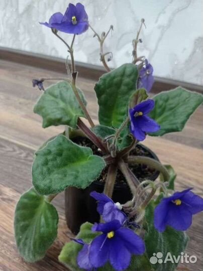 Фиалка цветунья. Отличный подарок