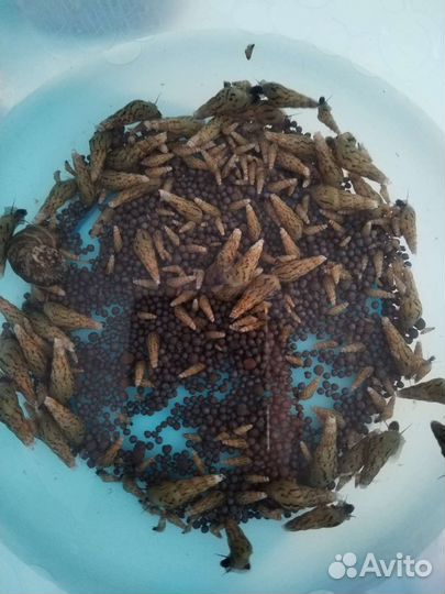 Улитки аквариумные мелании