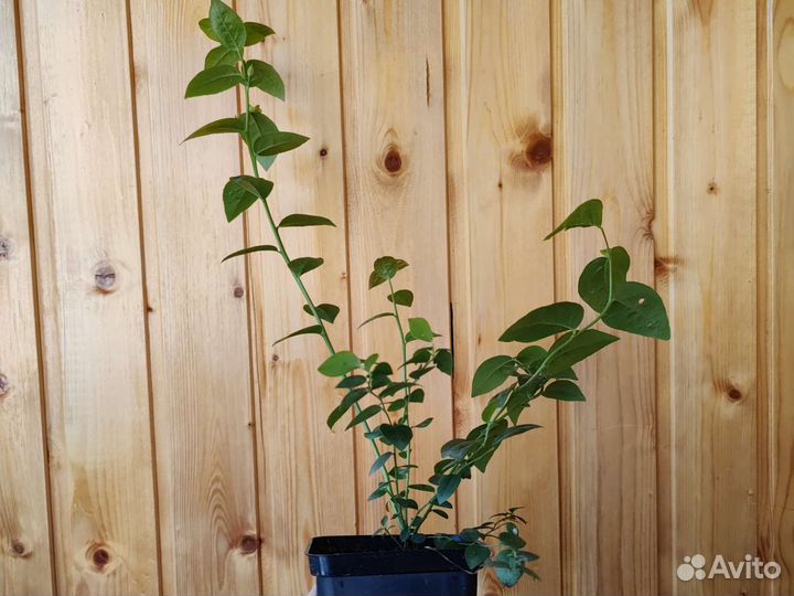 Саженцы голубики