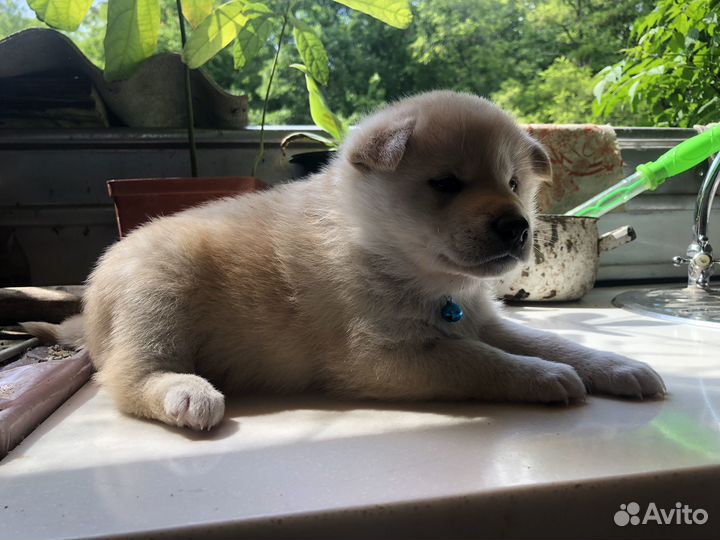 Щенок сиба ину метис