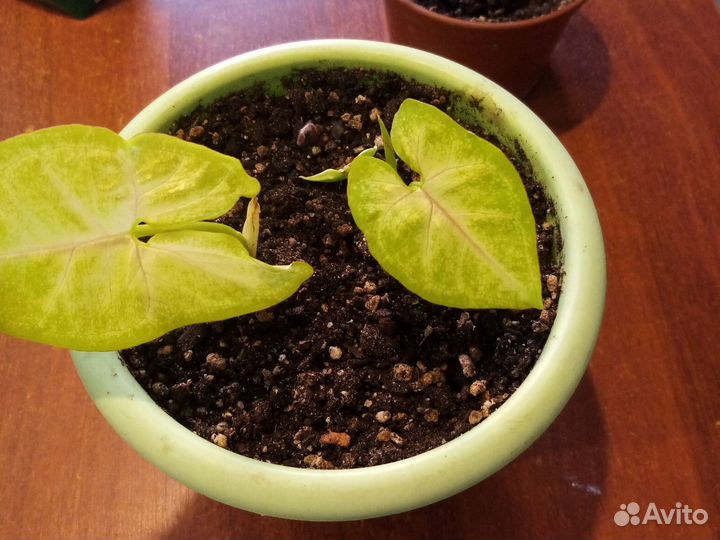 Комнатные цветы