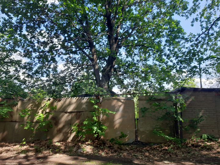 Участок 10,7 сот. (СНТ, ДНП)