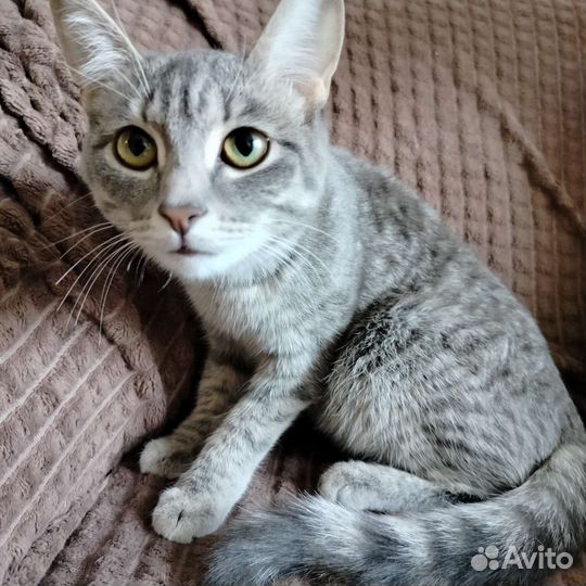 Кошка