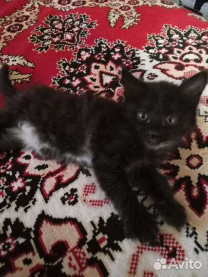 Котёнок девочка только в самые заботливые руки